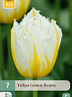 X   7 TULIPA LEMON BEAUTY 11/12