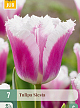 X   7 TULIPA SIESTA 11/12
