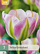 X   7 TULIPA GROENLAND 11/12