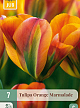 X   7 TULIPA ORANGE MARMALADE 11/12