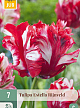 X   7 TULIPA ESTELLA RIJNVELD 11/12