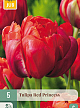 X   5 TULIPA RED PRINCESS 11/12