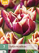 X   7 TULIPA WYNDHAM 11/12