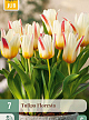 X   7 TULIPA FLORESTA 11/12