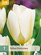 X   7 TULIPA PURISSIMA 11/12