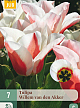 X   7 TULIPA WILLEM VAN DEN AKKER 11/12