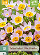 X 10 TULIPA BAKERI LILAC WONDER 6/+