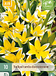 X 10 TULIPA TARDA DASYSTEMON 7/8