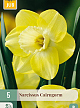 X   5 NARCISSUS CAIRNGORM 12/14