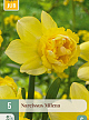 X   5 NARCISSUS MILENA 10/12