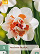 X   5 NARCISSUS REPLETE 12/14