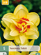 X   5 NARCISSUS TAHITI 12/14