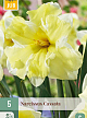 X   5 NARCISSUS CASSATA 12/14