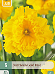 X   5 NARCISSUS GOLD DISC 12/14