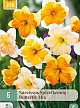 X   5 NARCISSUS BUTTERFLY MIX 12/14