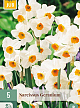 X   5 NARCISSUS GERANIUM 12/14