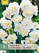 X   5 NARCISSUS SIR WINSTON CHURCHILL 12/14
