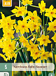 X   5 NARCISSUS BABY BOOMER 10/12