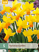 X   5 NARCISSUS JETFIRE 12/14