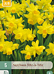 X   5 NARCISSUS TÊTE-À-TÊTE 11/12