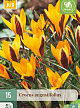 X 15 CROCUS ANGUSTIFOLIUS 5/+