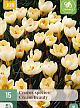 X 15 CROCUS CREAM BEAUTY 5/+