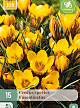 X 15 CROCUS FUSCOTINCTUS 5/+