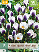 X 15 CROCUS PRINS CLAUS 5/+