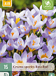 X 15 CROCUS ROSALIND 5/+