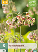 X   5 ALLIUM SICULUM 10/12