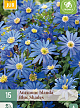 X 15 ANEMONE BLANDA BLUE SHADES 5/+