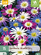 X 15 ANEMONE BLANDA MIX 5/+