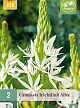 X   2 CAMASSIA LEICHTLINII ALBA 14/+