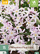 X 15 CHIONODOXA PINK GIANT 5/6