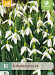 X 10 GALANTHUS ELWESII 5/6