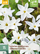 X 15 IPHEION UN. ALBERTO CASTILLO 5/+