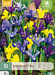 X 10 IRIS DWARF MIX 5/6