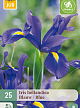 X 25 IRIS HOLLANDICA BLAUW NJ 7/8