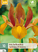 X 10 IRIS HOLLANDICA AUTUMN PRINCESS 7/8