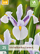 X 25 IRIS HOLLANDICA CARMEN 7/8