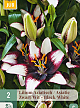 X   2 LILIUM AZIATISCH ZWART - WIT 16/18