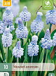 X 10 MUSCARI AZUREUM 6/+