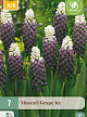 X   7 MUSCARI GRAPE ICE 5/+