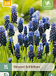 X 15 MUSCARI LATIFOLIUM 6/+