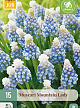 X 15 MUSCARI MOUNTAIN LADY 7/8