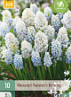 X 10 MUSCARI NATURES BEAUTY 8/9