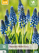 X 10 MUSCARI NIGHT EYES 7/8