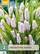 X   3 MUSCARI PINK SUNRISE 5/+