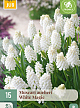 X 15 MUSCARI WHITE MAGIC 7/8