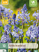 X 10 SCILLA LITARDIEREI 6/+
